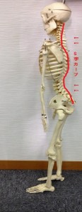 腰の生理弯曲と腰痛の関係