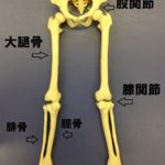 細い脚になりたい～美脚への道～