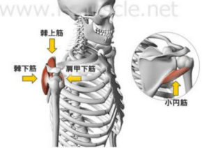 再発しやすい脱臼を防ぐ為には？
