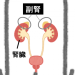 アトピーと副腎の深い関係とは？！