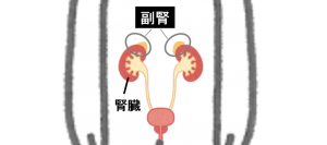 アトピーと副腎の深い関係とは？！